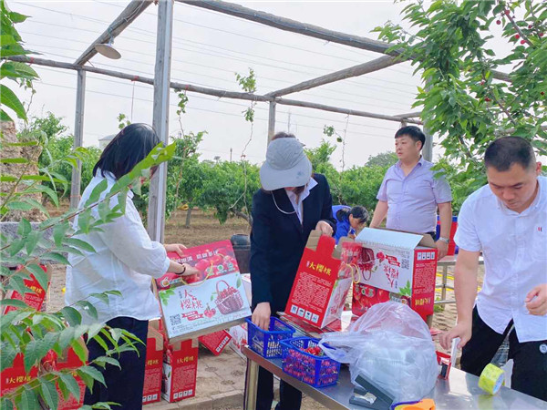 1622512956376616.jpg 今世康公司櫻桃采摘自助燒烤團(tuán)建活動6.jpg